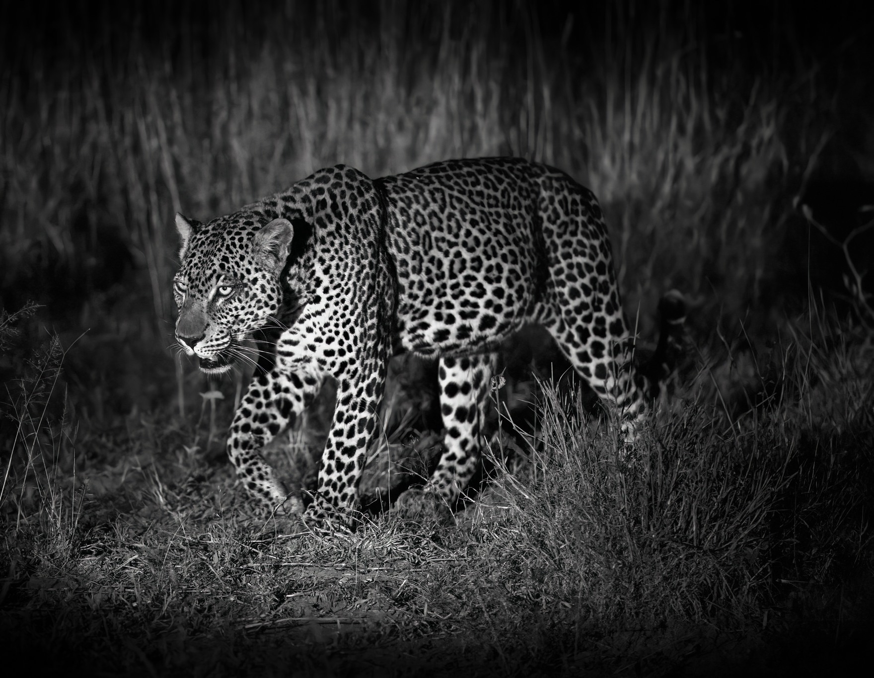 Sri Lankan leopard walking in the dark